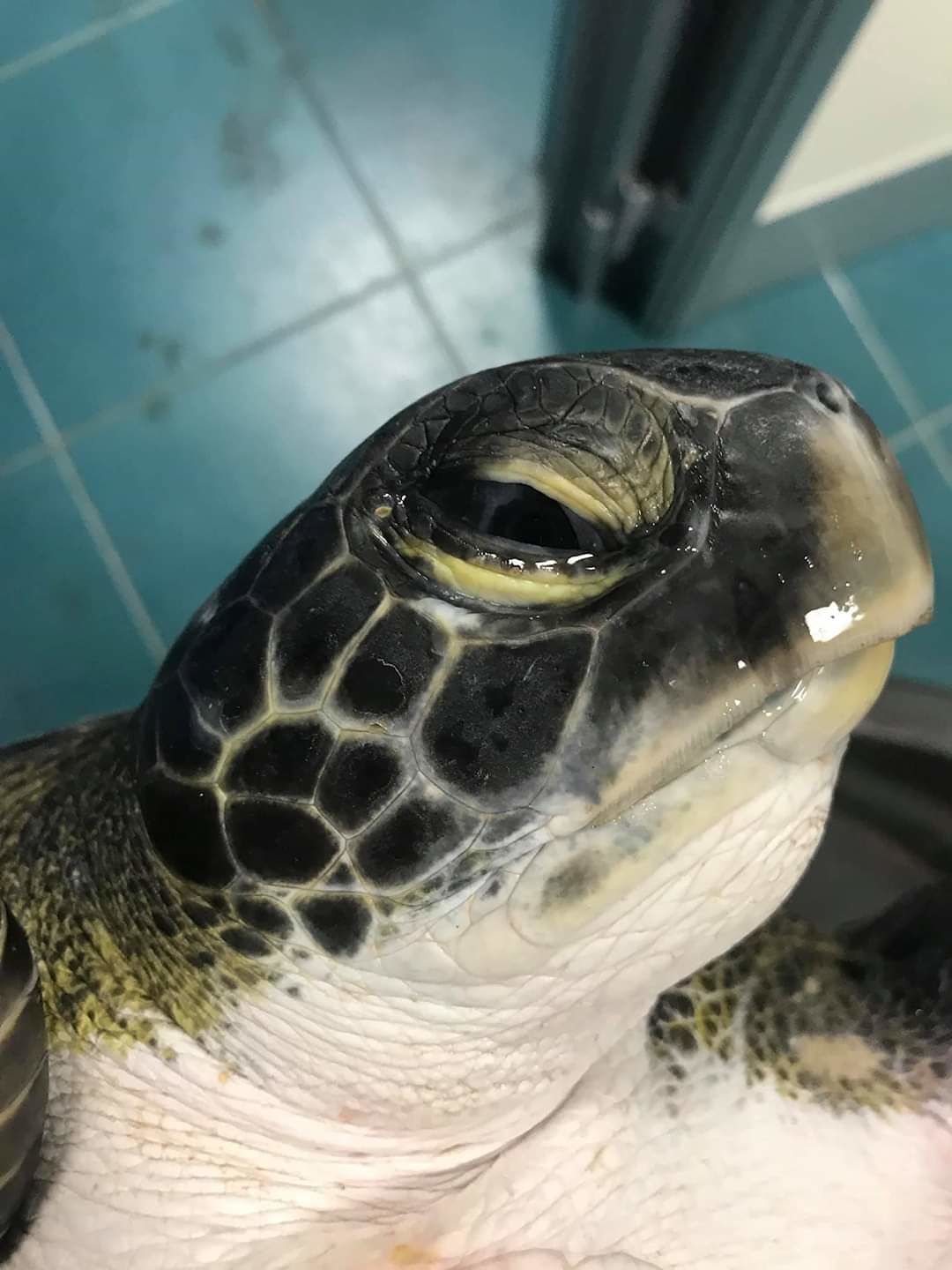 La tartaruga verde salvata nello stagno oristanese dai bravissimi operatori: ora può nuotare libera