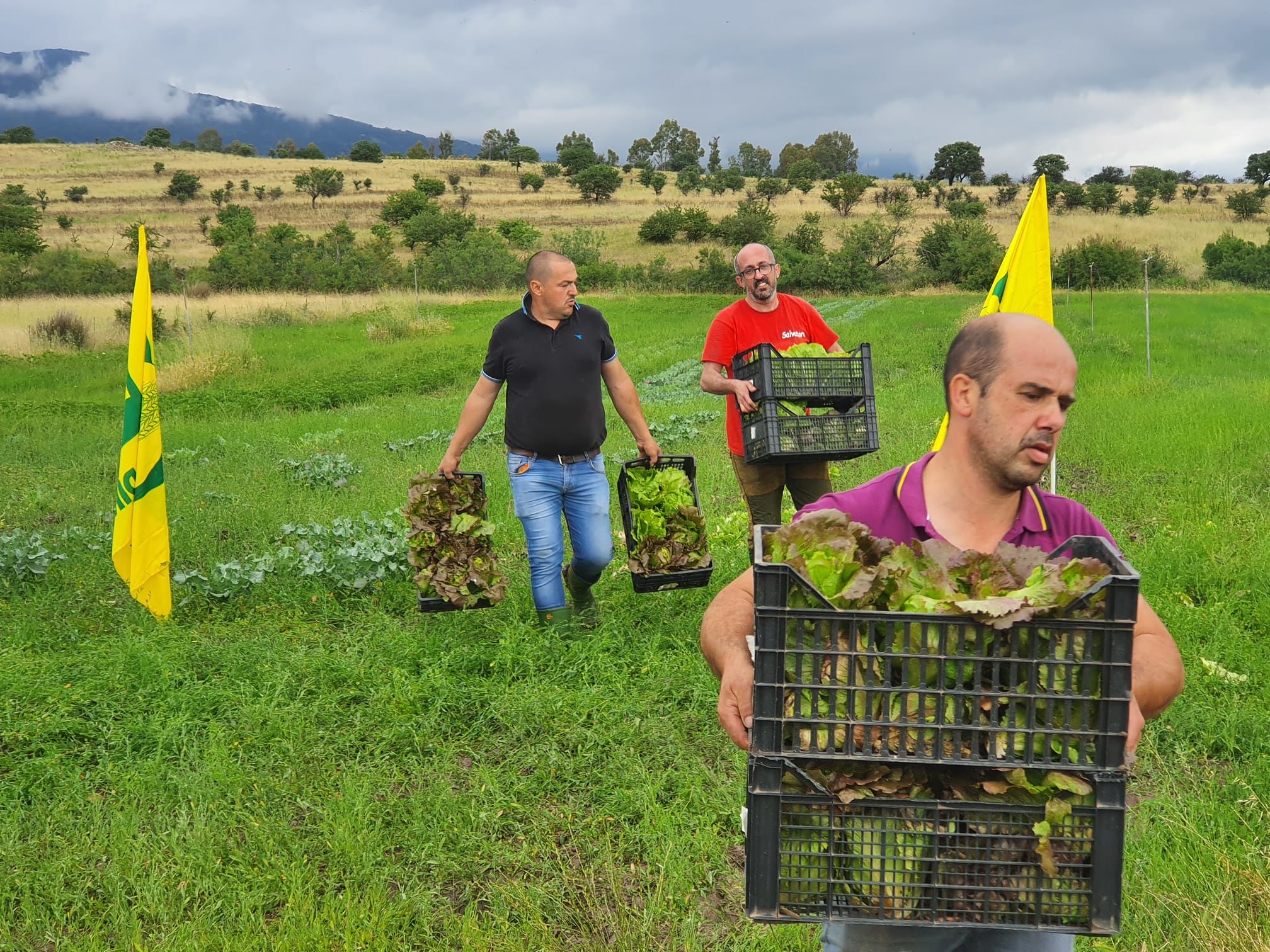 Milioni di cavallette stanno devastando i campi della Valle del Tirso: l’allarme di Coldiretti