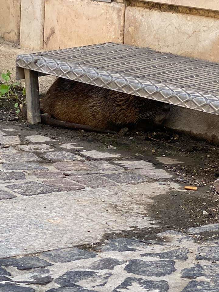 Una nutria a passeggio per le vie principali di Serramanna: le immagini virali sui social