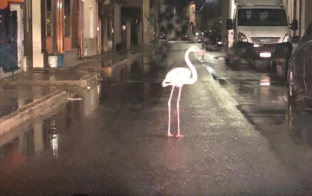 Sospresa a Terralba, un fenicottero passeggia e danza sotto la pioggia