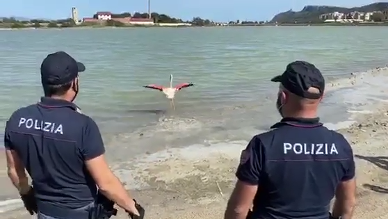 Poli, il fenicottero ferito soccorso a Cagliari dalla polizia torna in libertà