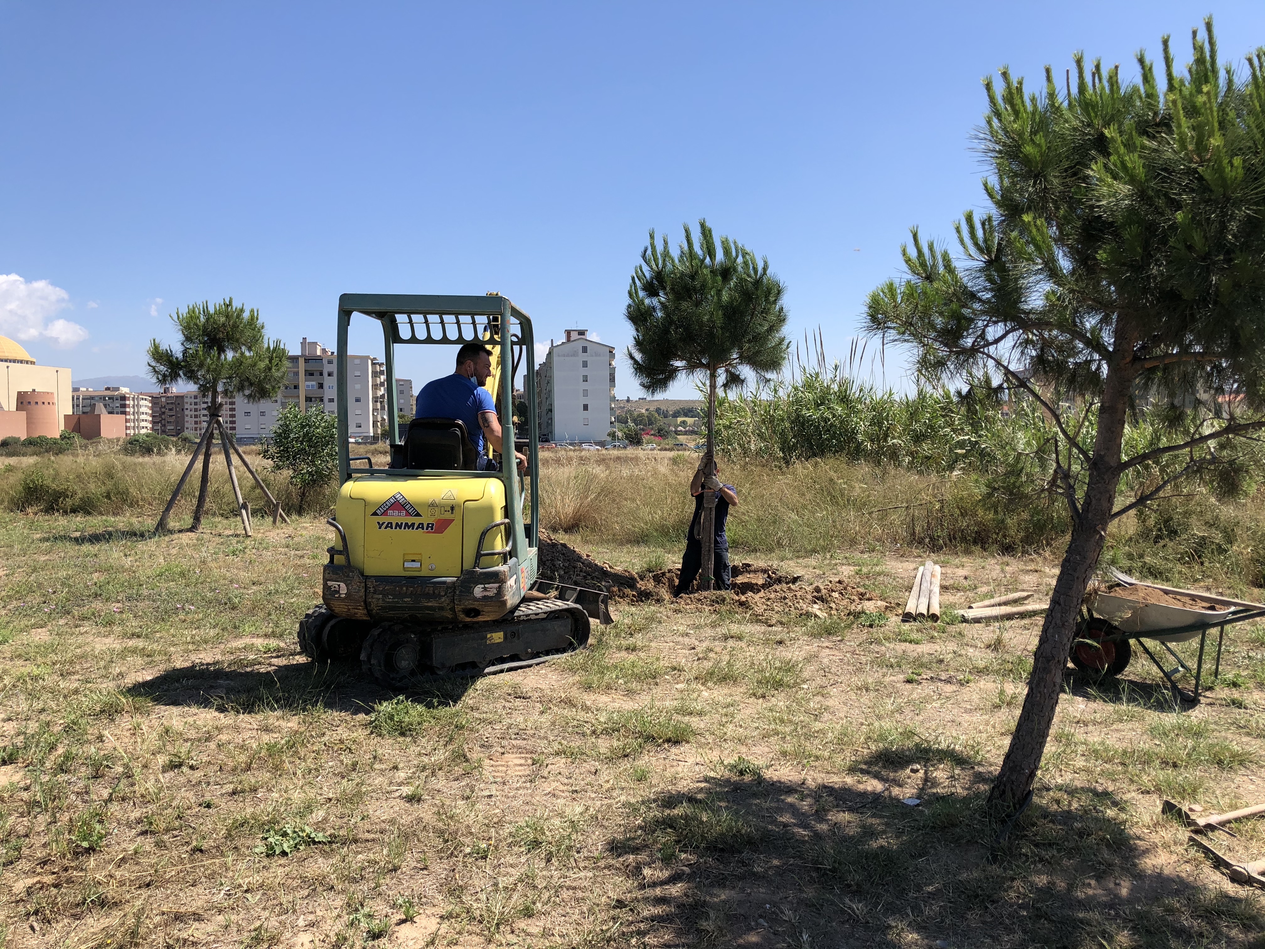 Quartu, la città si arricchisce con nuovi alberi in zona Sant’Anastasia e al Poetto