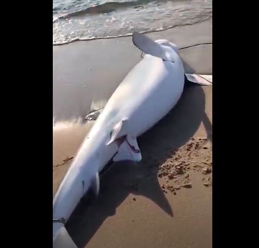 Incredibile evento a Marina di Ginosa: pescatore salva 50 piccoli di verdesca spiaggiata e morta