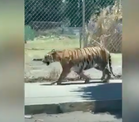 Una tigre presa al lazo per le strade di Guadalajara, camminava libera per la strada