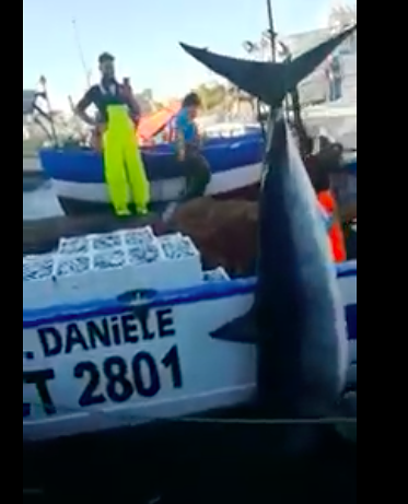 Predatori nel Mediterraneo, grande squalo mako catturato al largo di Catania