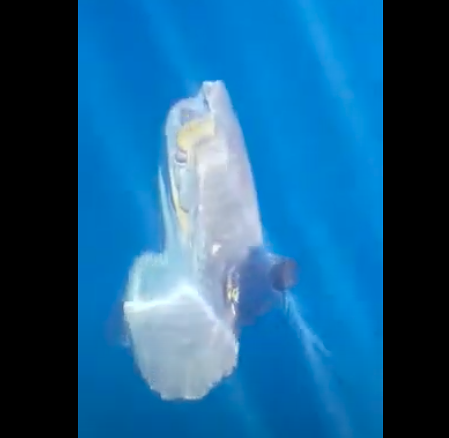 Sorpresa in mare, sembra uno squalo ma è un grande pesce luna