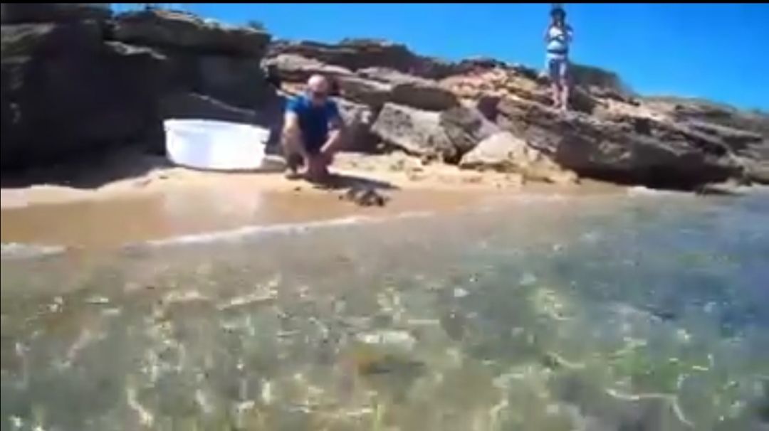 Nora, Milagros e Tonnarotta finalmente tornano libere nel loro mare – VIDEO