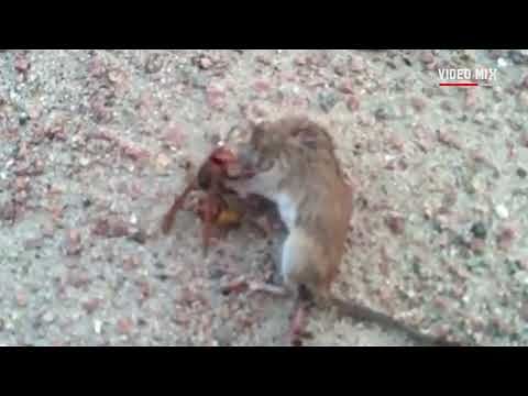 Allarme calabroni killer in Europa. Video mostra il cruento duello tra un calabrone e un topo