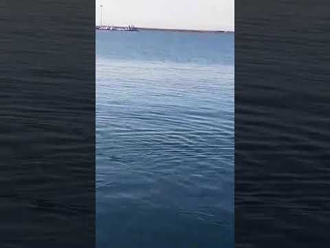 Cagliari, la magica danza dei delfini nella passeggiata di Su Siccu in un sabato speciale (VIDEO)