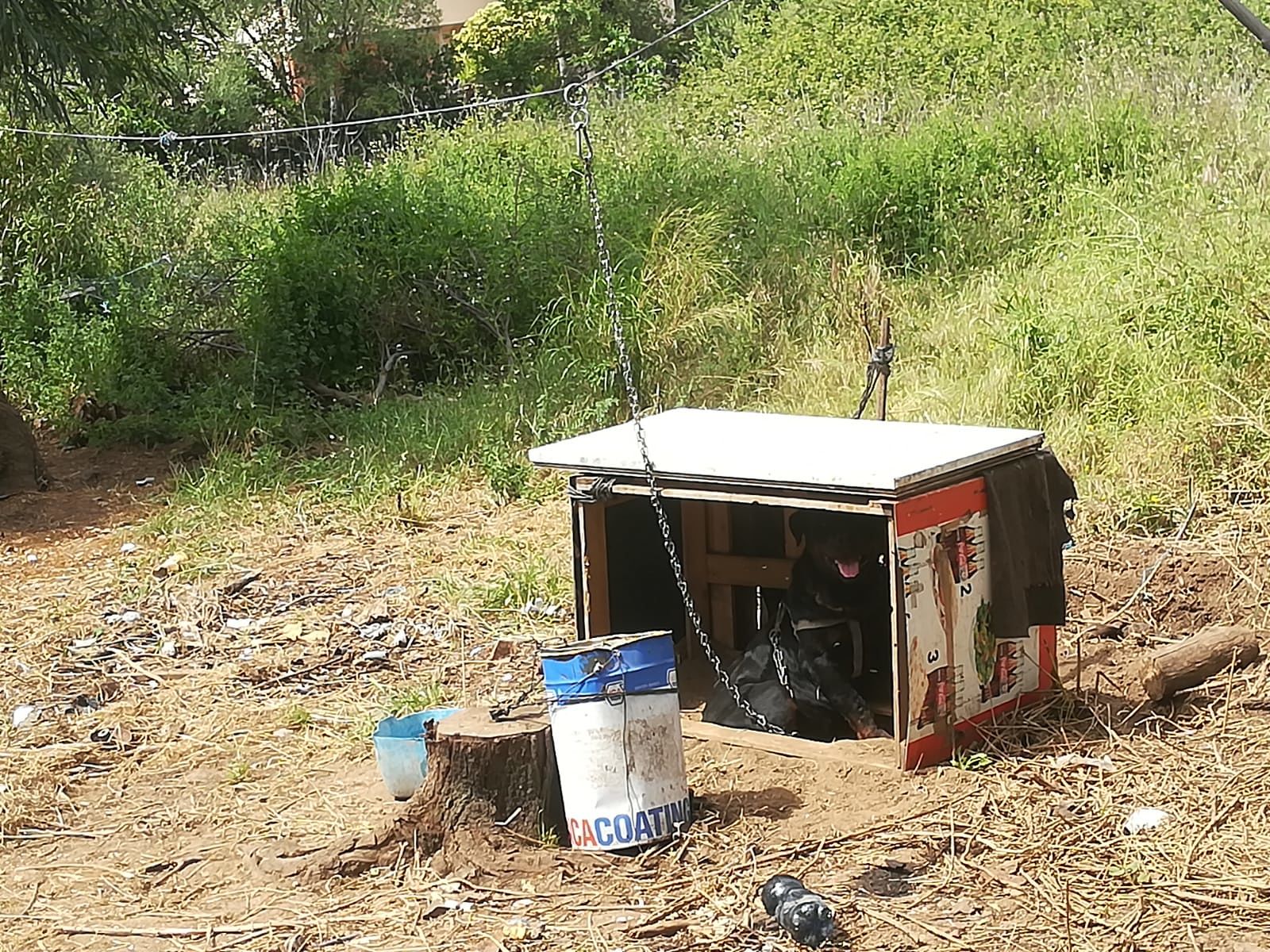 Abbandonato da giorni legato a una catena: cane stremato salvato dai vigili a Sassari