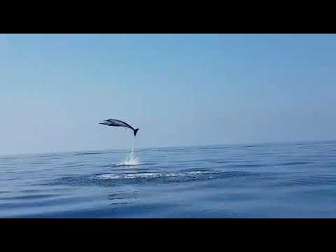 Cucciolo di delfino impigliato in un palangaro, diportisti lo liberano. E la mamma delfino ringrazia con spettacolari salti (VIDEO)