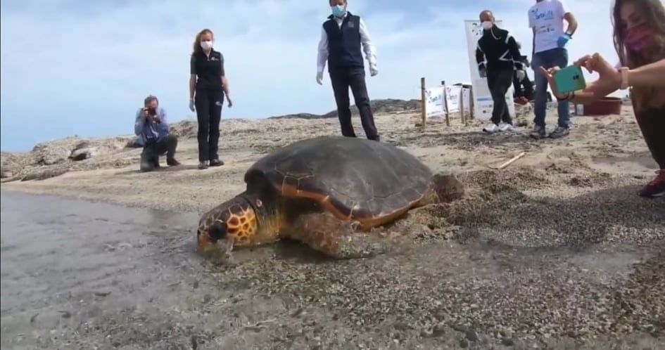 All’Asinara la favola di Eva, la tartaruga che ha sconfitto la plastica e riconquistato il mare