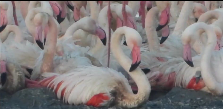 Cagliari, Molentargius si tinge di rosa: nati i primi pulli di fenicotteri nell’oasi