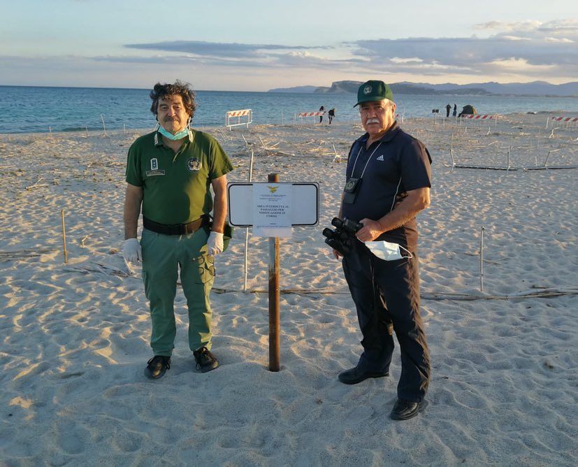 “Spettacolo” al Poetto di Quartu: il Fratino Eurasiatico nidifica sulla sabbia, chiusa la spiaggia