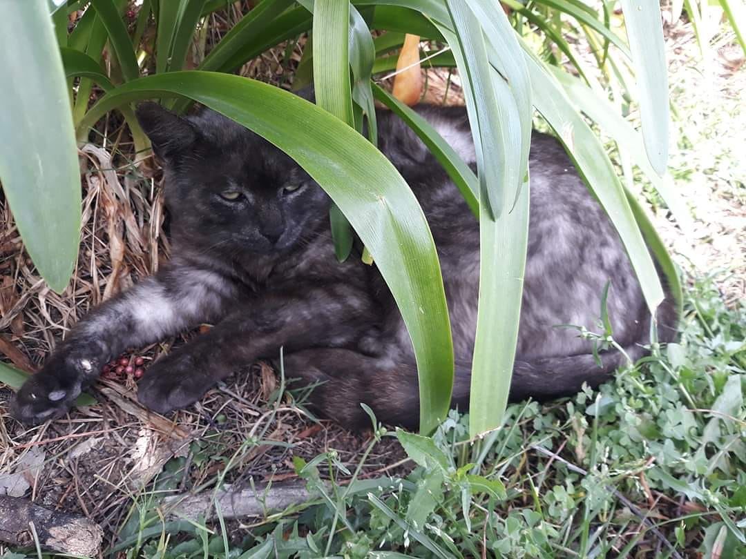 Fumetto, il dolcissimo gattino morto sbranato da un cane a Terramaini: “Al parco in pochi rispettano le regole”