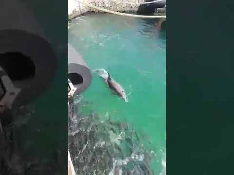 Il banchetto dei delfini al porto di Cagliari: guardate il video