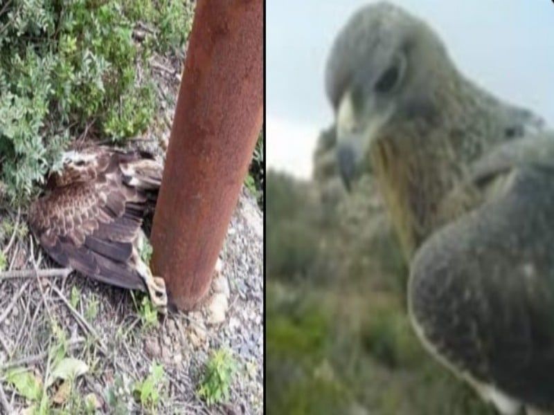 Choc in Sardegna, “un’altra aquila di Bonelli uccisa dai cavi elettrici nel Sassarese”