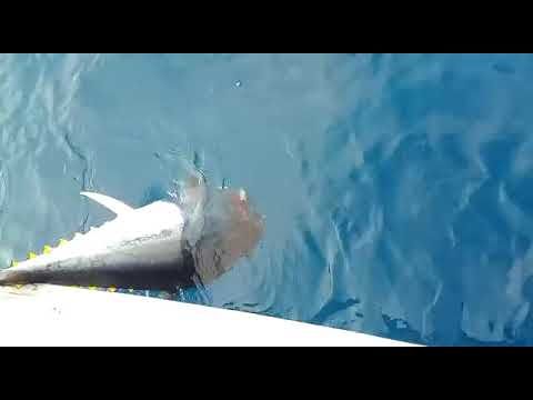 Nel video amatoriale un grande squalo Mako mangia un tonno appena pescato: l’avvistamento dalla barca