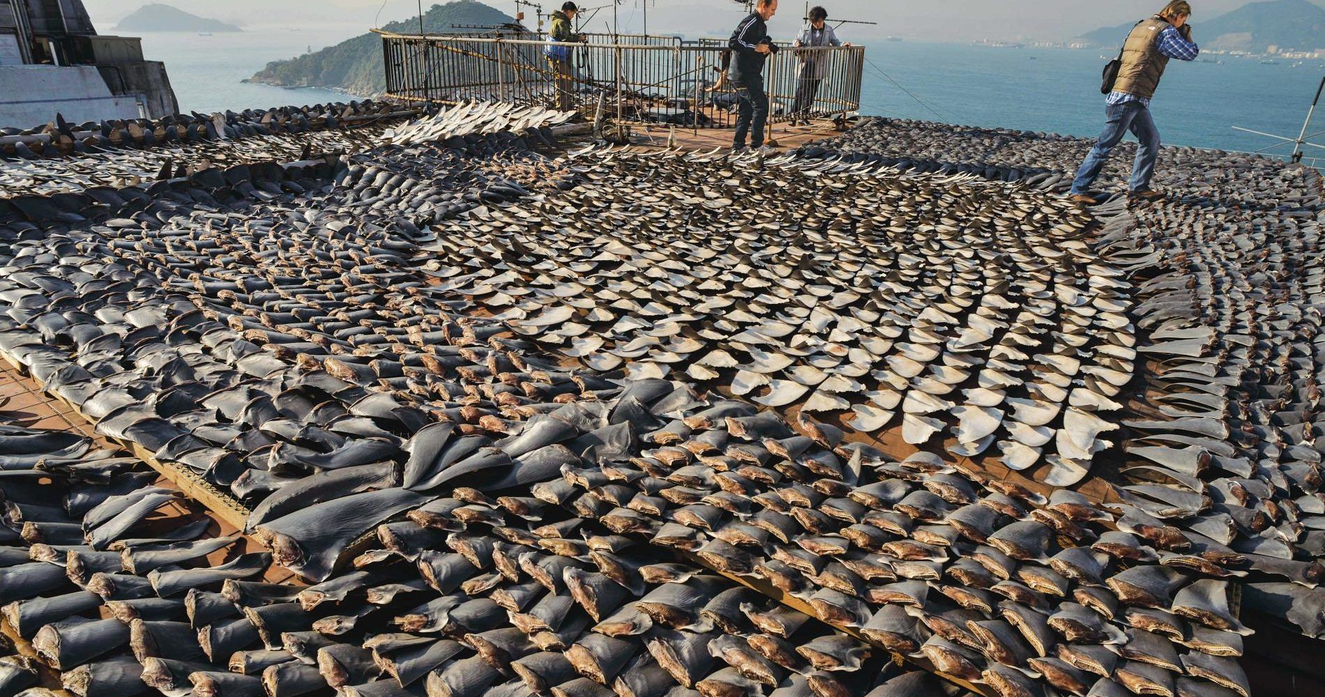 Sequestro choc ad Hong Kong: 13 tonnellate di pinne di squalo di specie in via d’estinzione