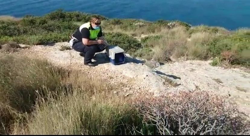 Pullo di gabbiano in difficoltà a San Benedetto, salvato dalla Polizia Municipale e liberato a Calamosca