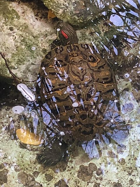 “Cagliari, ancora una tartaruga abbandonata al parco vannelli”: l’sos di un giardiniere