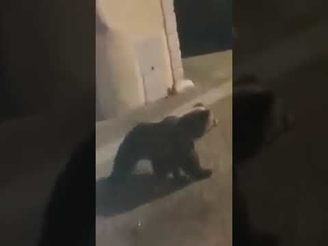 Un orso si arrampica su un balcone ieri notte nel centro di Calliano in Trentino: “Mamma mia…” (VIDEO)