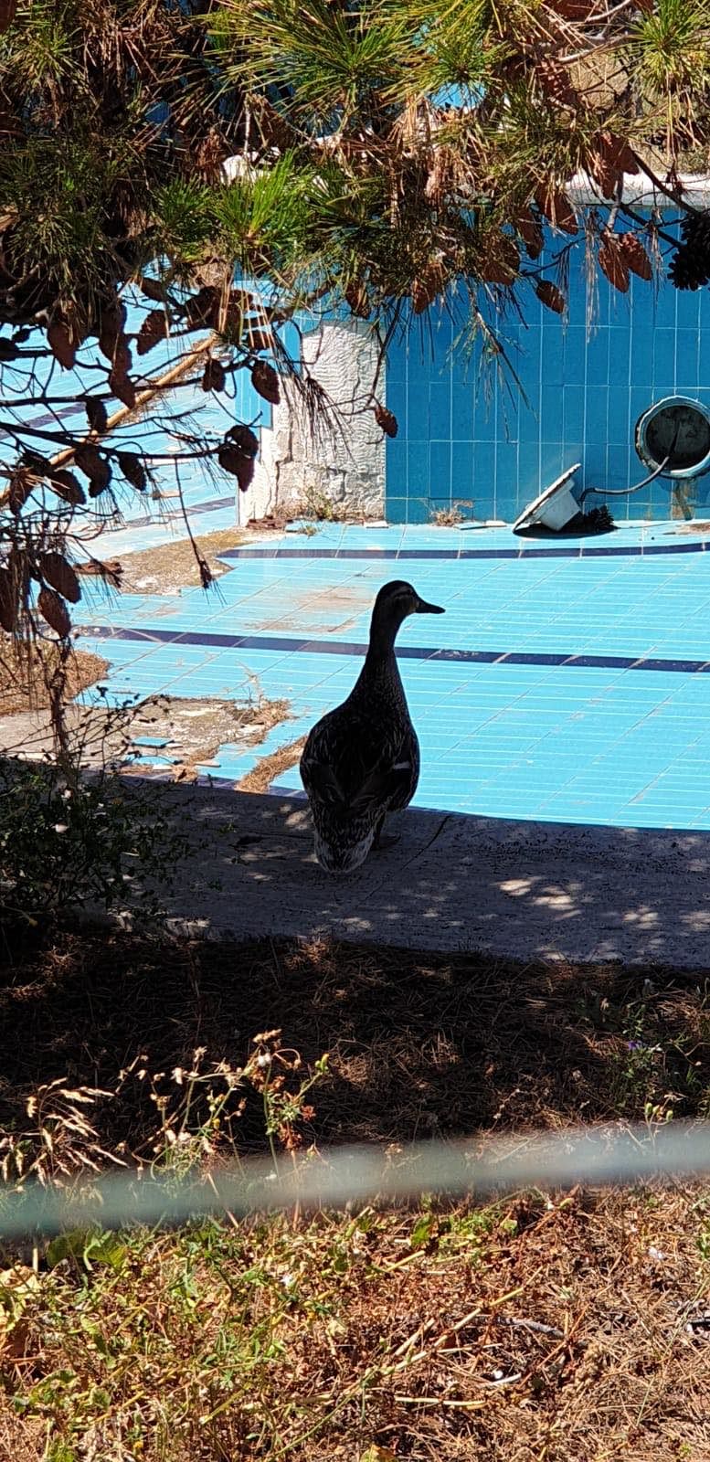 Cagliari, lieto evento nei giardini dell’ospedale Marino: sono nati i pulli di germano reale -VIDEO