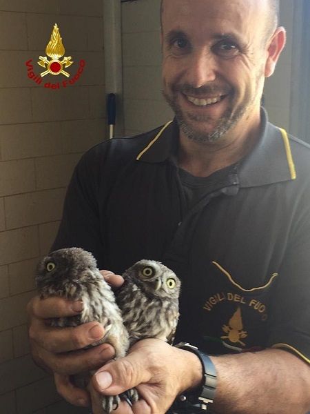 Vallermosa, due civette incastrate in una canna fumaria: salvate dai vigili del fuoco