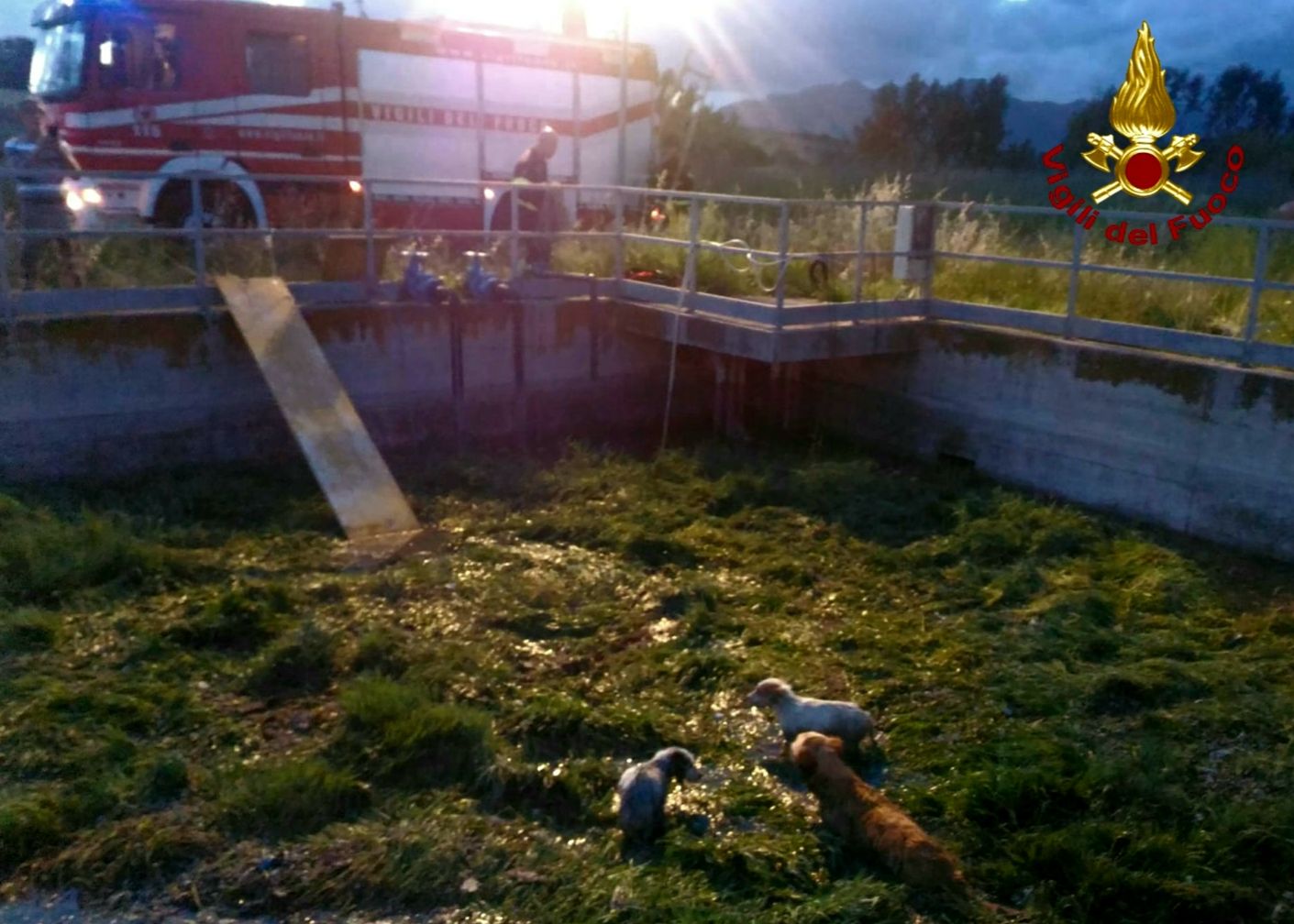 Perfugas, tre cani intrappolati in una vasca del depuratore: soccorsi dai vigili del fuoco