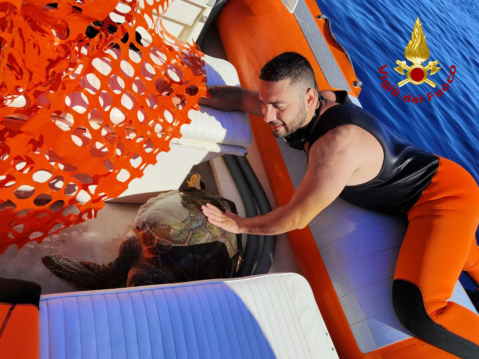 Asinara, i vigili del fuoco salvano una tartaruga marina in difficoltà