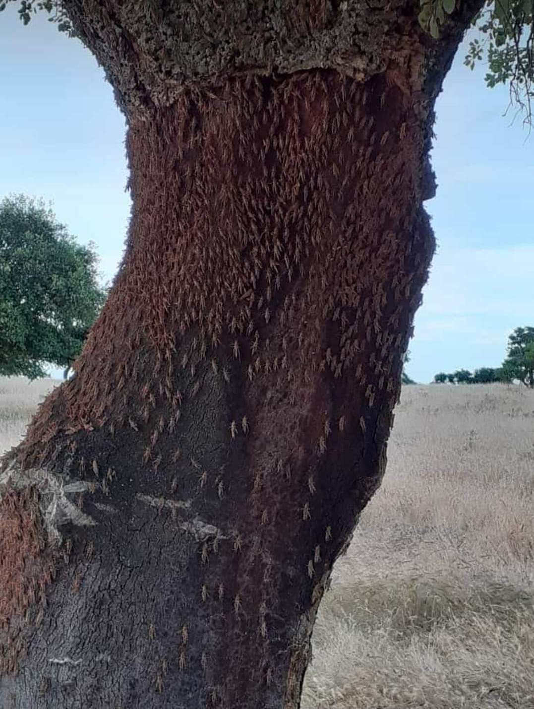 Sardegna, l’allarme di Coldiretti: “Le cavallette stanno invadendo anche il Goceano”