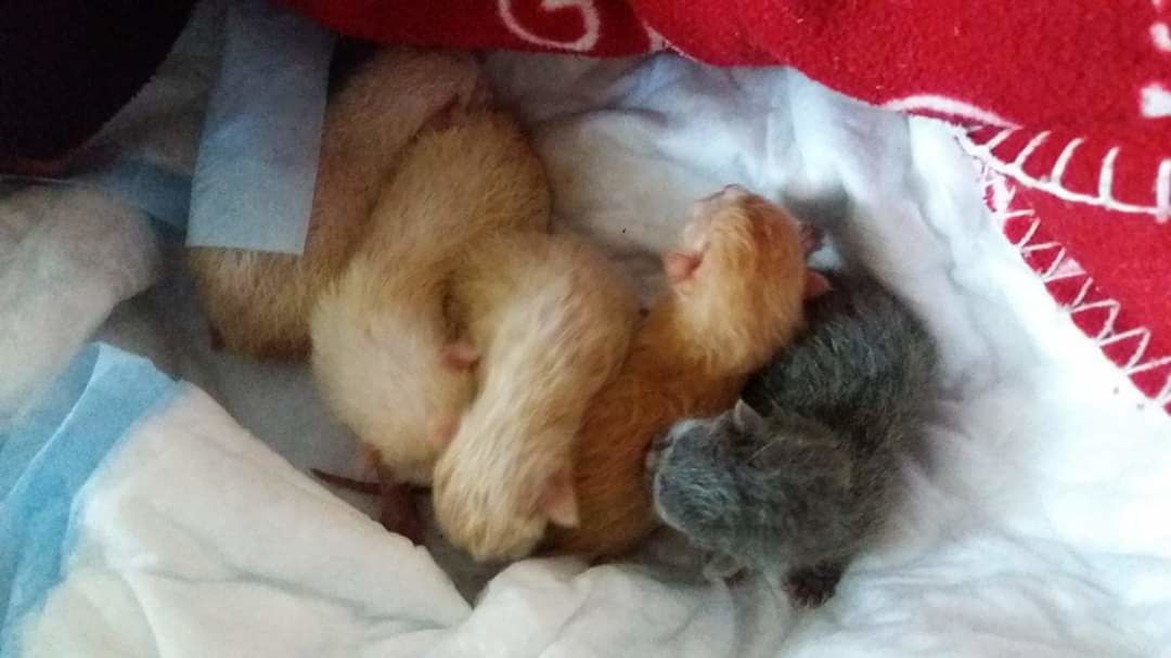 Il gran cuore di una mamma gatta randagia: arriva in clinica moribonda, i medici la aiutano a fare nascere i mici