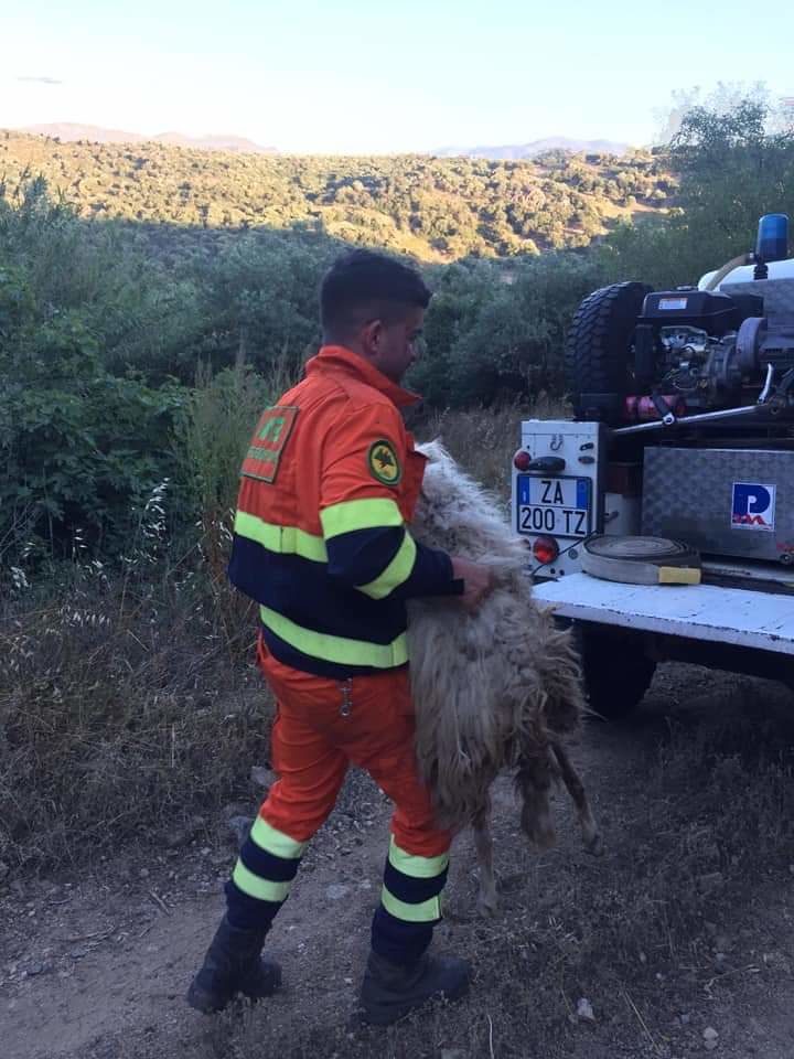 Nuovi roghi in Sardegna, a Nuoro i volontari antincendio salvano una pecora ferita