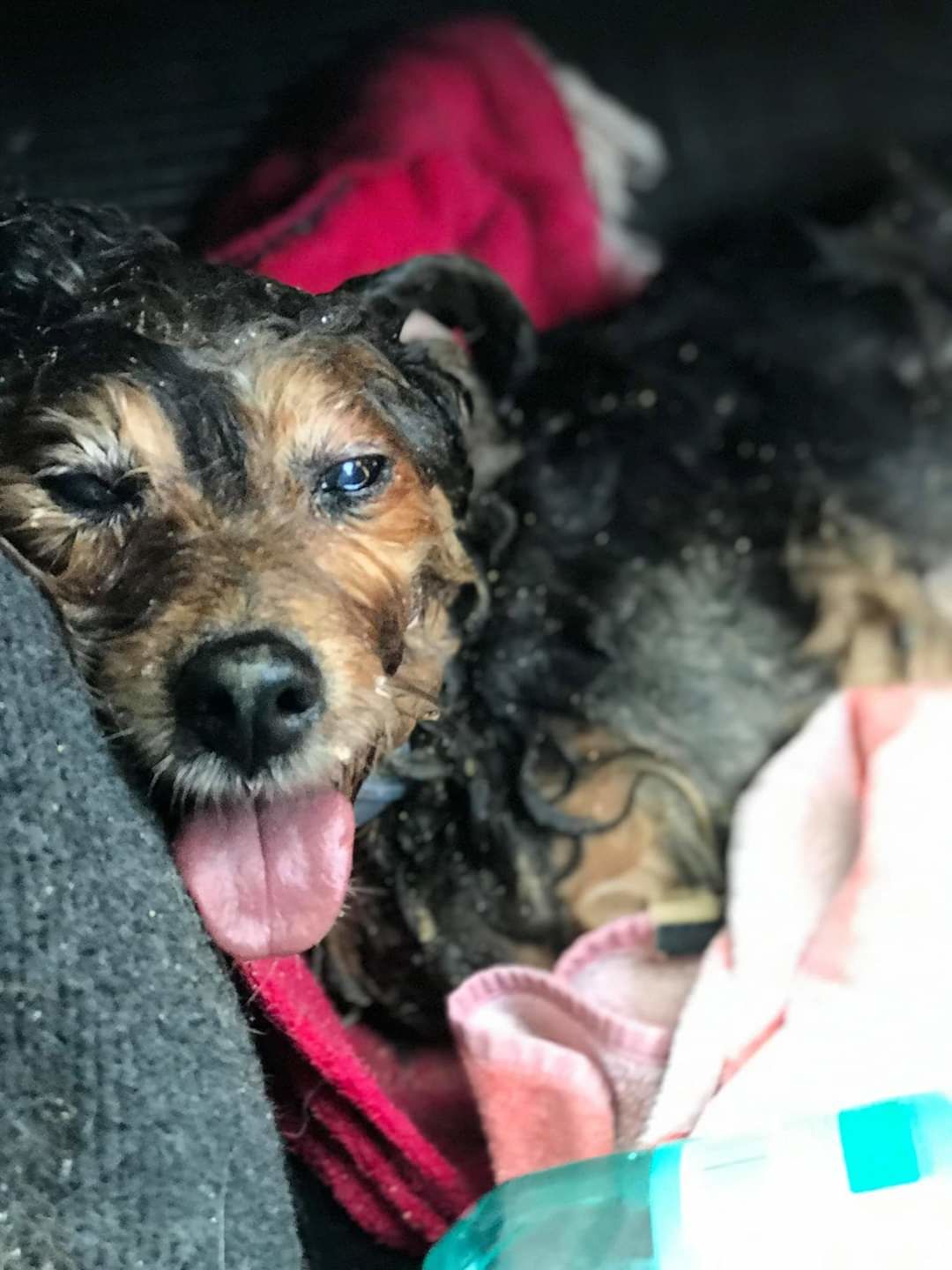 Toy, il cagnetto salvato a Oristano da uno spettacolare intervento dei vigili del fuoco