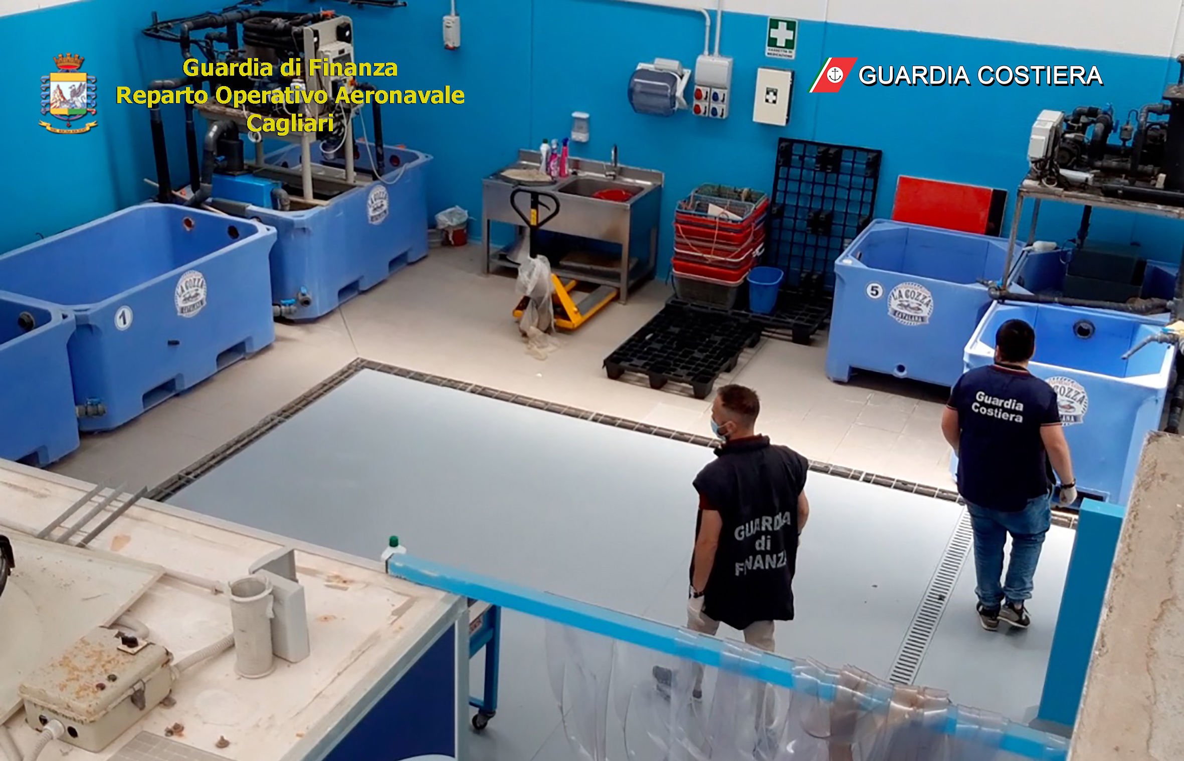 Ricci di mare, smascherata associazione a delinquere in Sardegna: 25 indagati, danni incalcolabili all’ecosistema