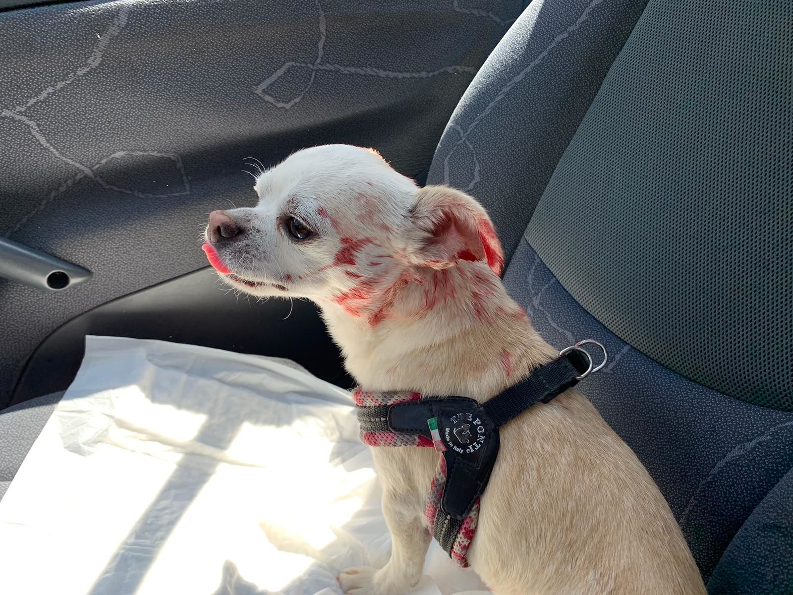 Settimo San Pietro, cagnolino azzannato da un branco di cani: “Ha buchi in testa e sul dorso”