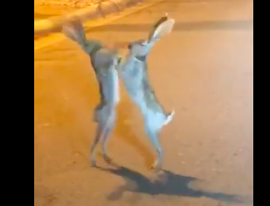 Lepri “boxeur”, il video di una simpatica rissa diventa virale