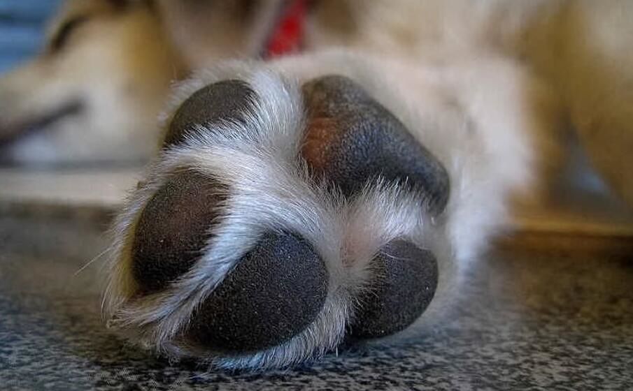 Choc in un parco, 65enne oristanese impicca un cane: denunciato