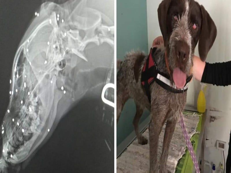 Linus, il cagnetto sparato a Sestu con pallini di piombo: “Ora è cieco, anche se non prova dolore”