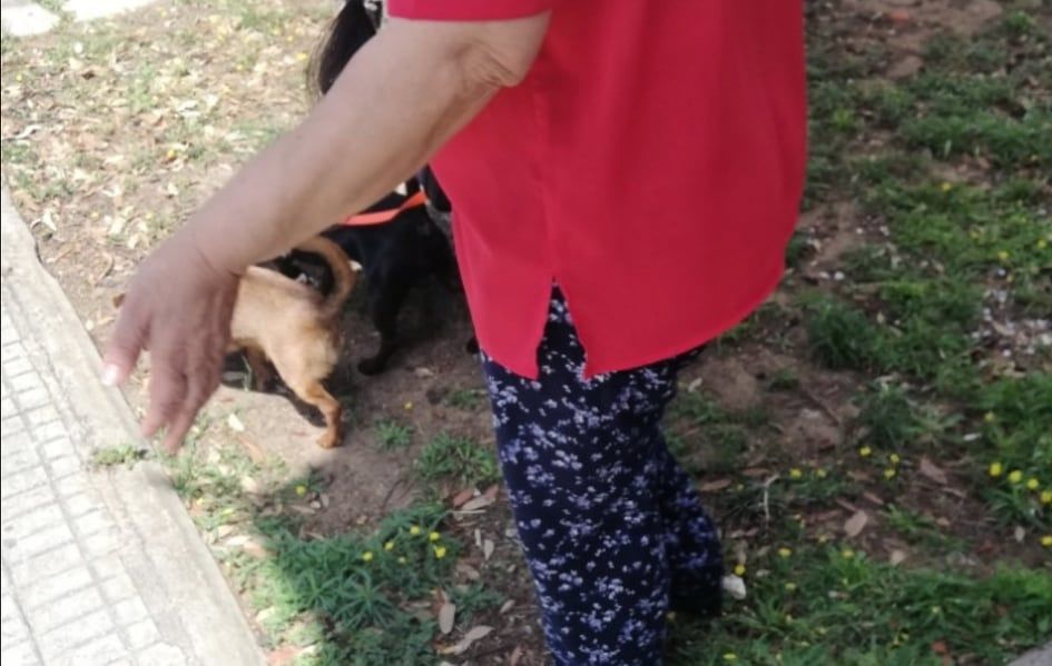 Tra le mani? Guinzaglio e cellulare, molti cagliaritani senza l’acqua per la pipì del cane