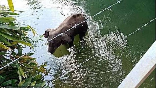 Ucciso con un ananas pieno di petardi: l’atroce morte di un elefante in India