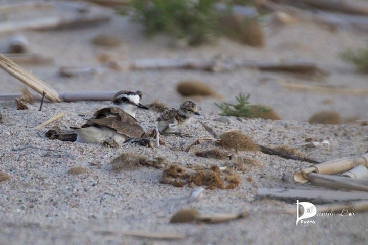 Poetto, lo show della natura: dopo 26 giorni di cova nascono in spiaggia i pulli del fratino