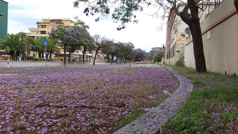 Piove su Cagliari nel surreale 2020, ma la magia delle jacarande esplode nella città bagnata