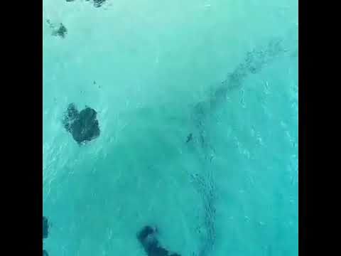 La nuotata da incubo con lo squalo alle spalle che tallona la nuotatrice. Il video del drone