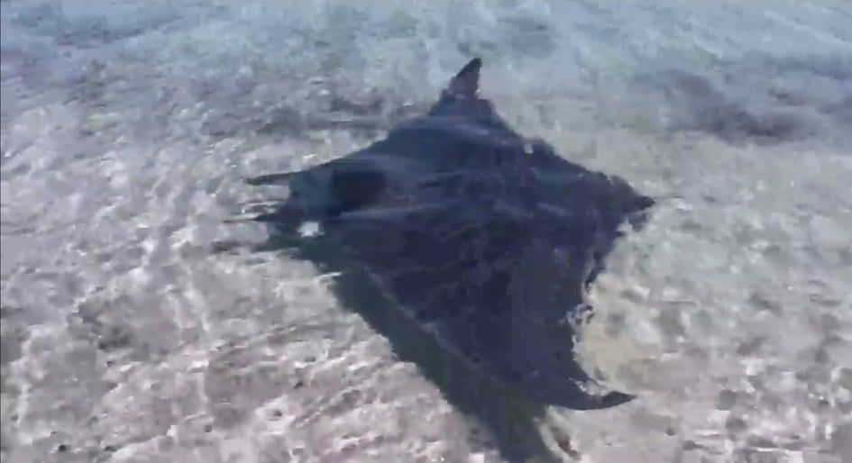 Magia a Stintino, una gigantesca manta incanta la spiaggia