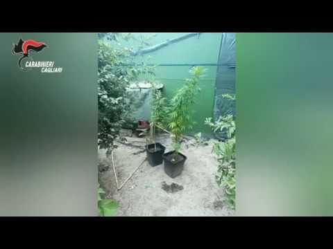 Oltre 270 piante di marijuana in un terreno a Sestu: in manette due incensurati