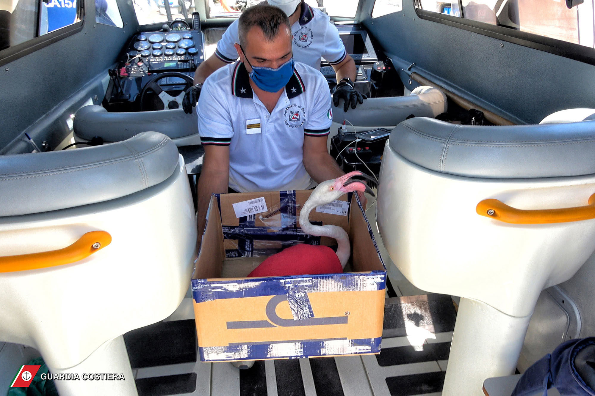 Pullo di fenicottero rosa con un’ala spezzata salvato dalla Guardia Costiera tra Flumini e Capitana