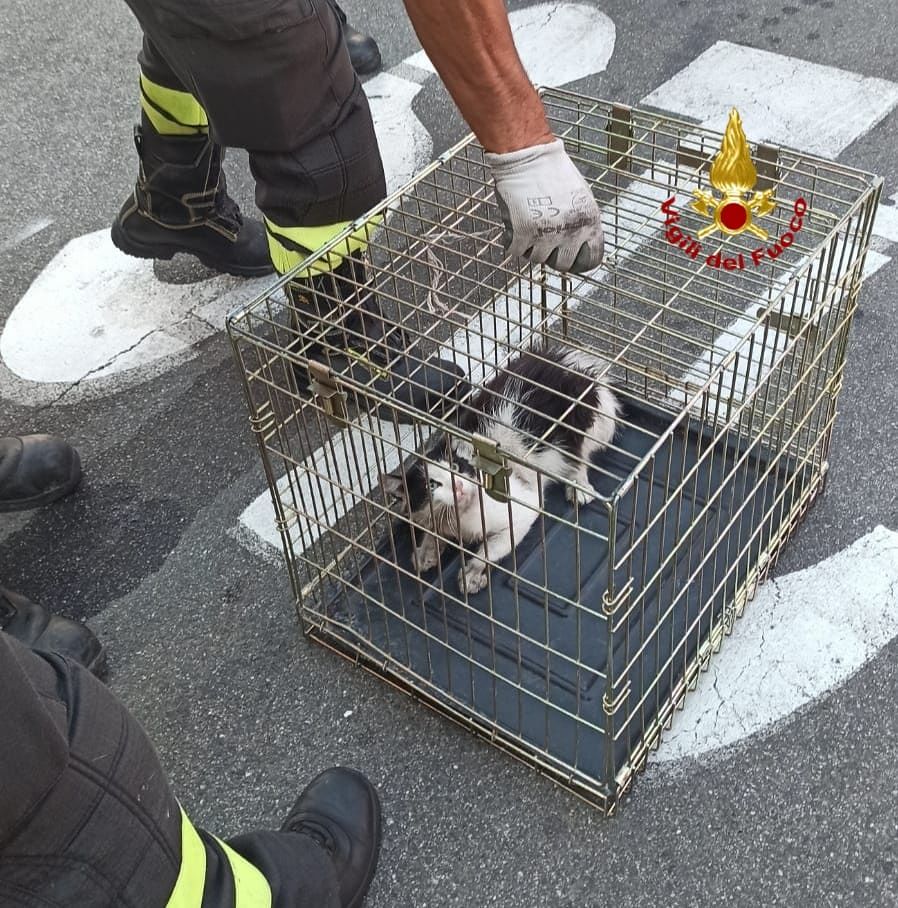 Monserrato, gatto resta incastrato nella cinghia di un’auto in sosta: salvato dai vigili del fuoco
