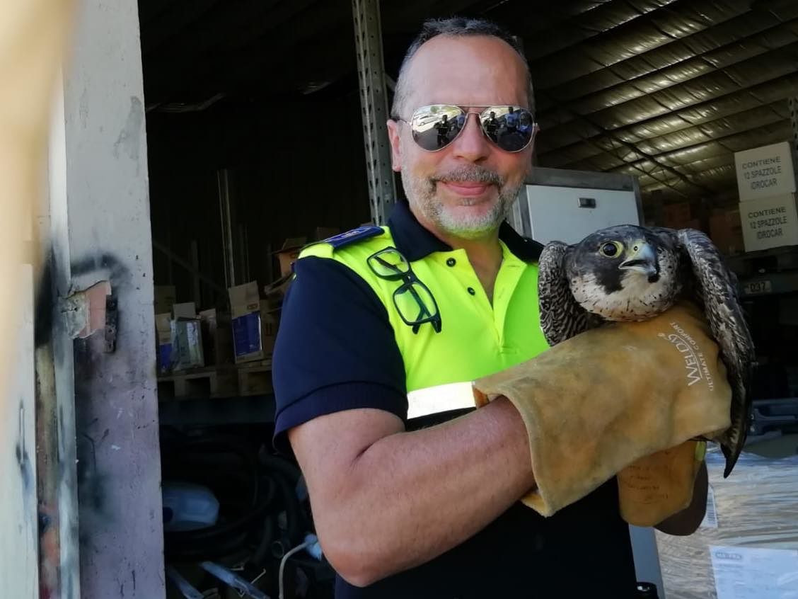 Falco pellegrino ferito a un’ala sulla 131dir: soccorso e salvato dalla Municipale