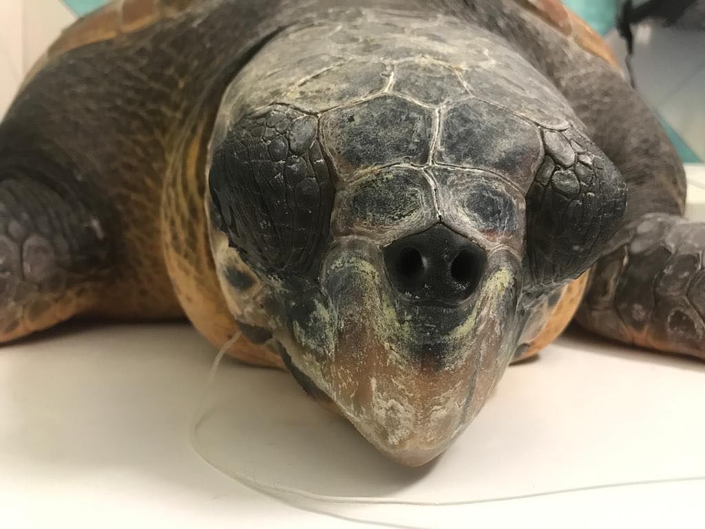 Galleggiava in mare al largo di Bosa: aveva ingoiato un amo, tartaruga soccorsa da un pescatore